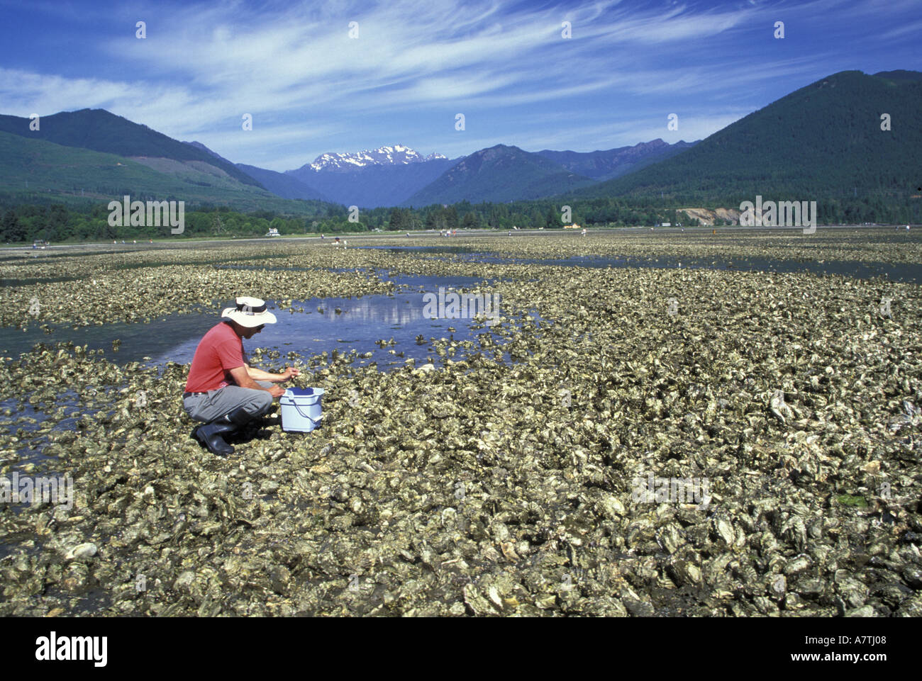 USA, Washington, Brinnon, Dosewallips State Park. harvesting oysters