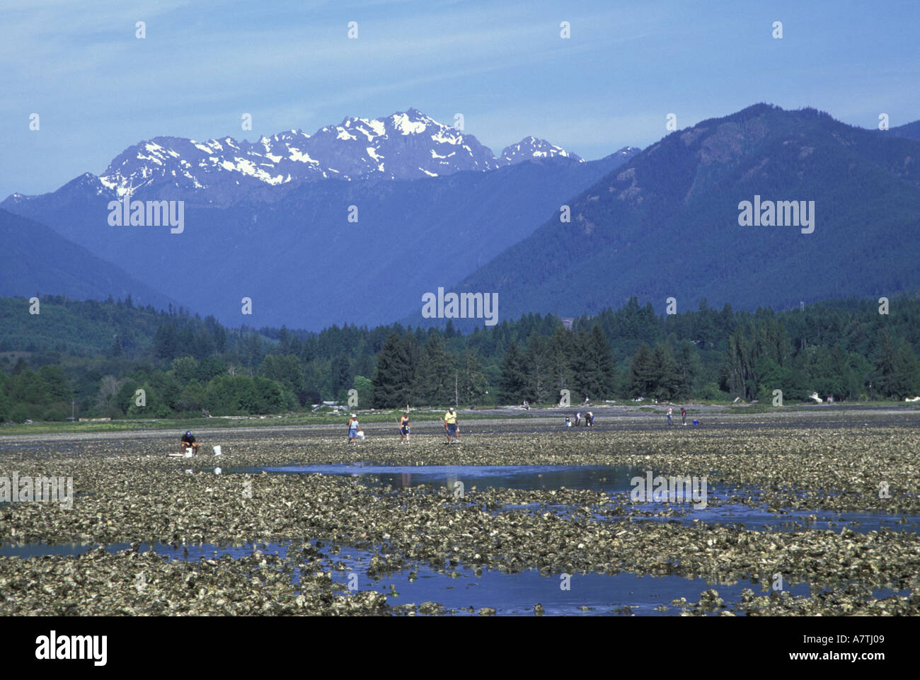 USA, Washington, Brinnon, Dosewallips State Park. harvesting oysters