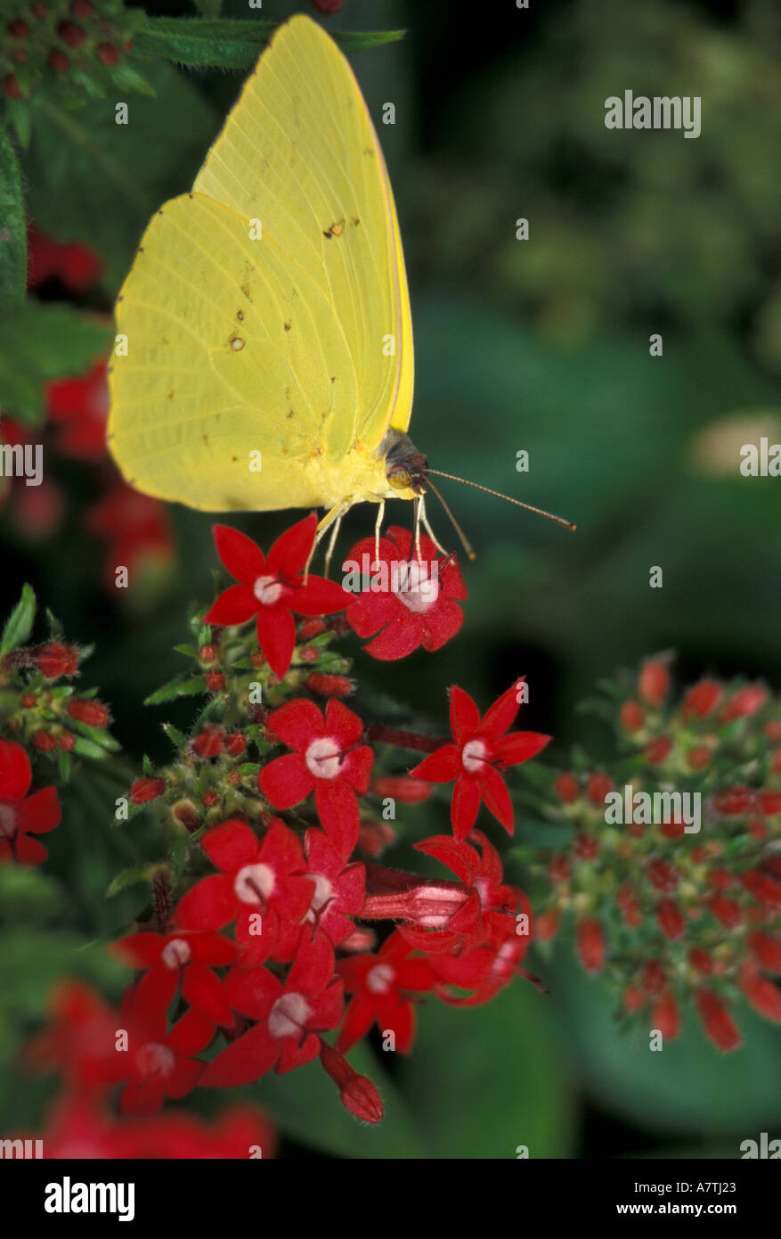 North America, USA, WA, Seattle, Woodland Park Zoo, Cloudless Sulphur feeding on red Star Duster flower, Summer Stock Photo