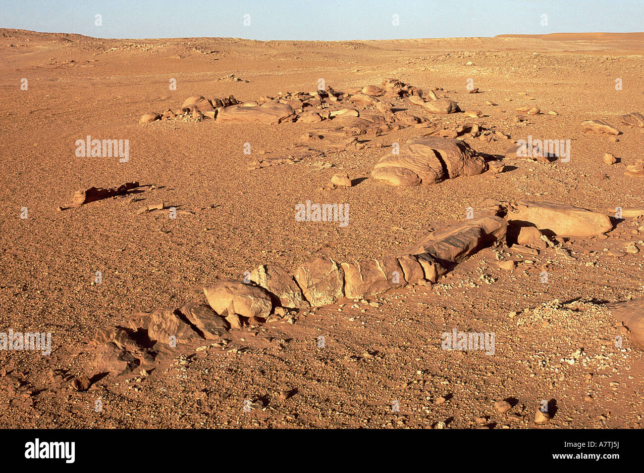 Fossils on arid landscape, Sahara Desert, Algeria Stock Photo Alamy