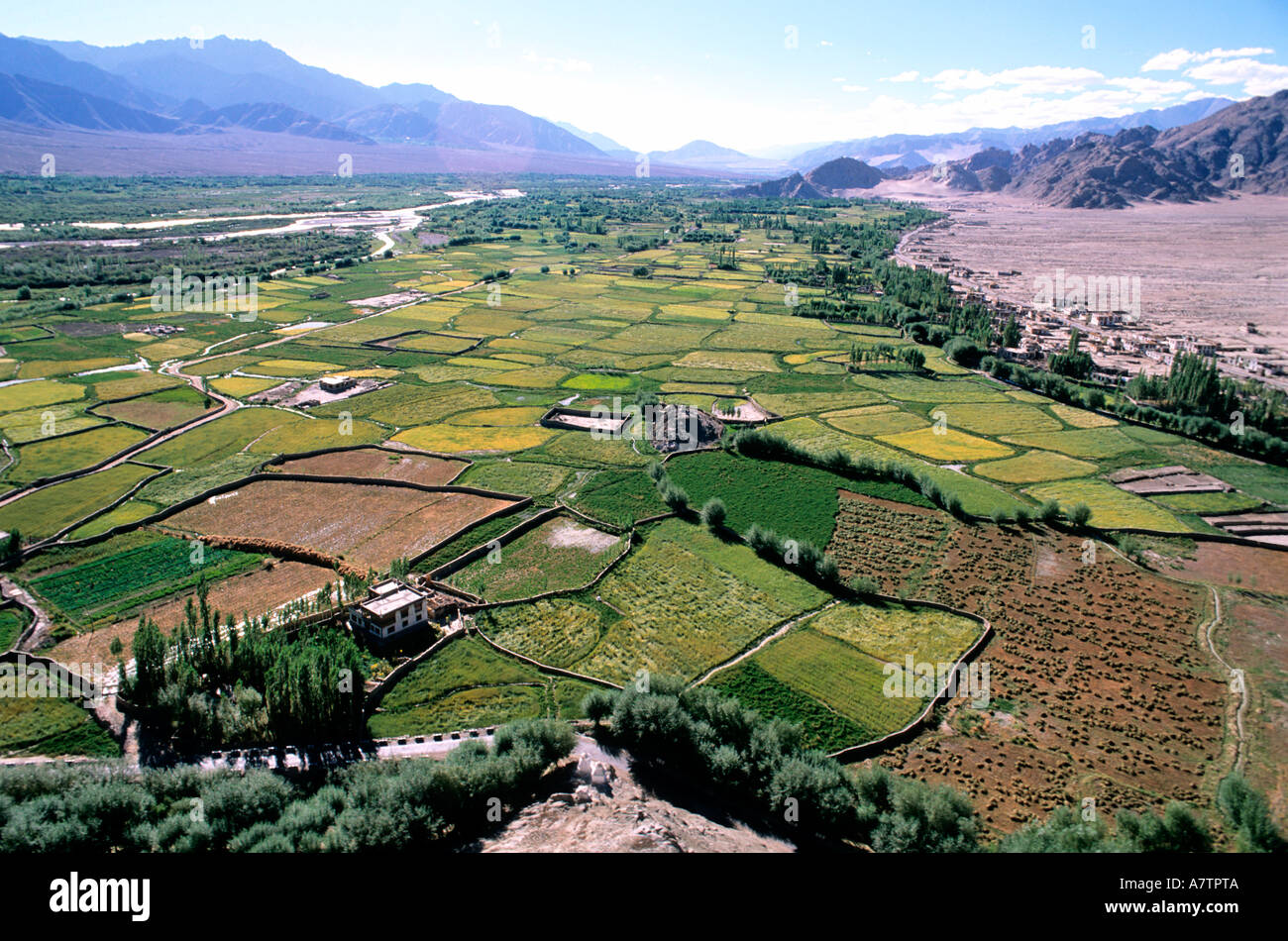 India, Jammu and Kashmir State, Ladakh region, Thiksey, cultivation along the Indus river Stock Photo