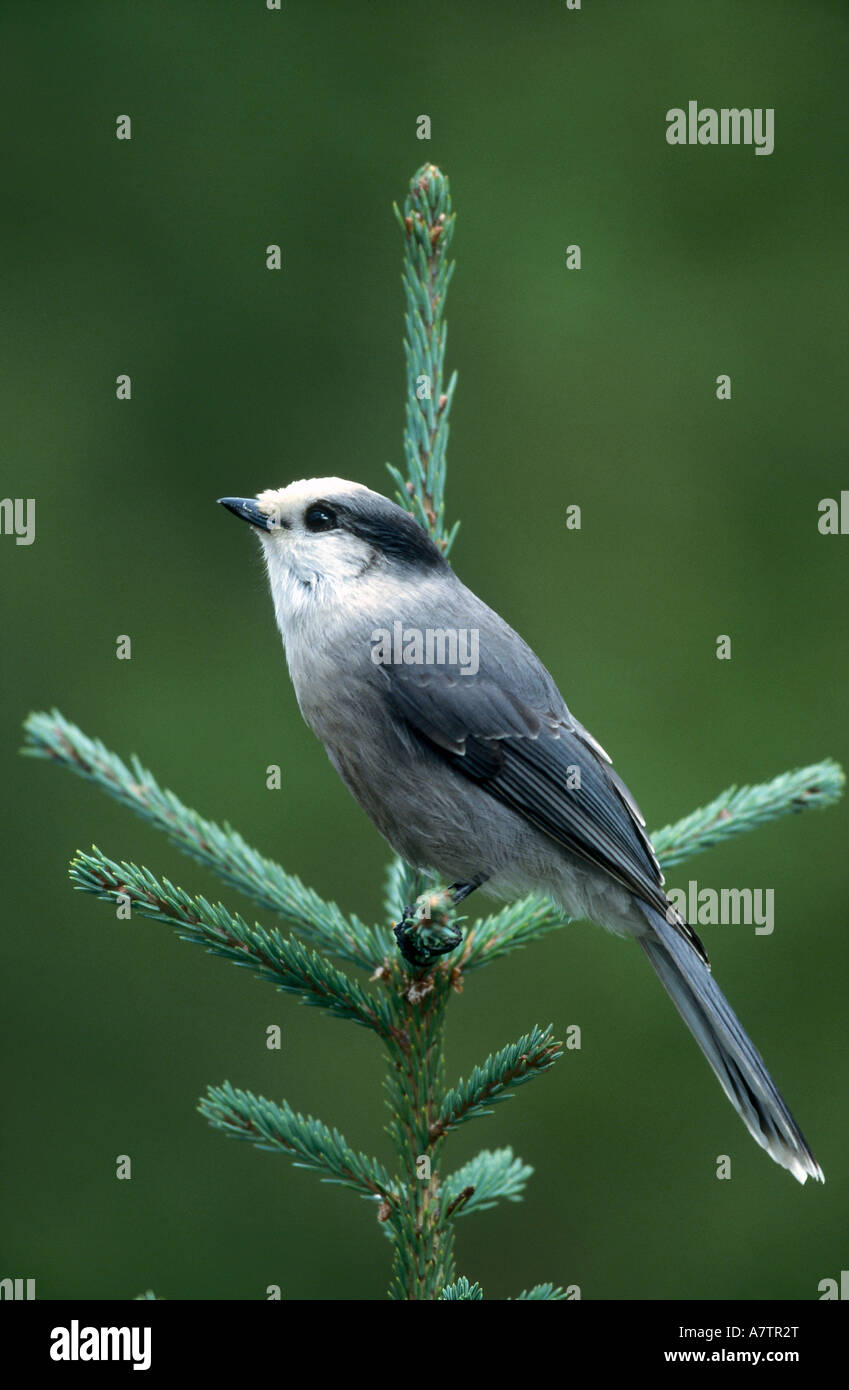 Gray jay bird photo hi-res stock photography and images - Alamy