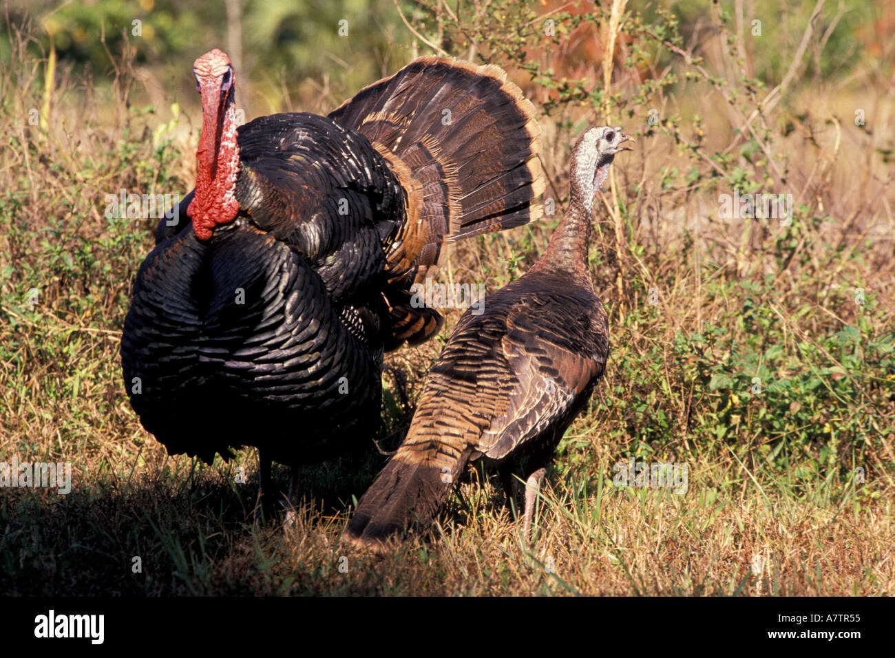 North America, wild Turkey tom and hen Stock Photo Alamy