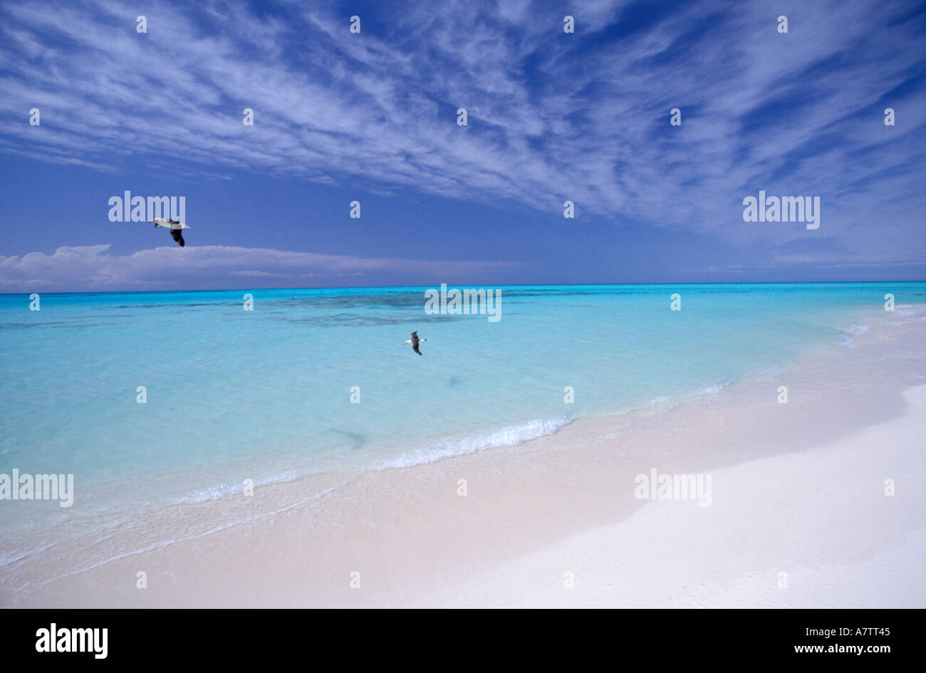 United States, Hawaii, Midway, Atoll NWR. White sands and albatross Stock Photo