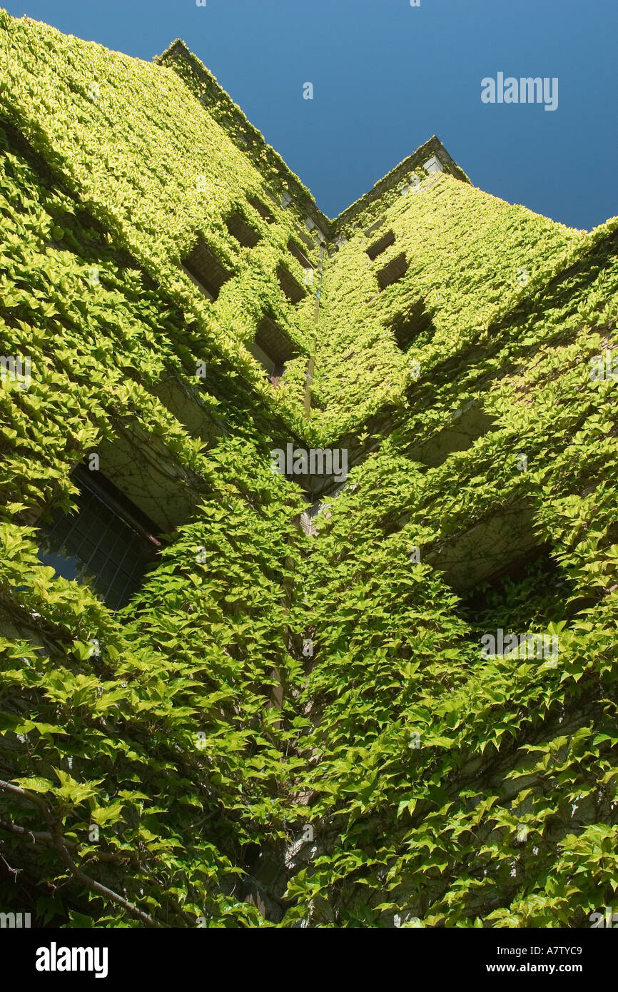 The wall of a building completely covered with vines Stock Photo