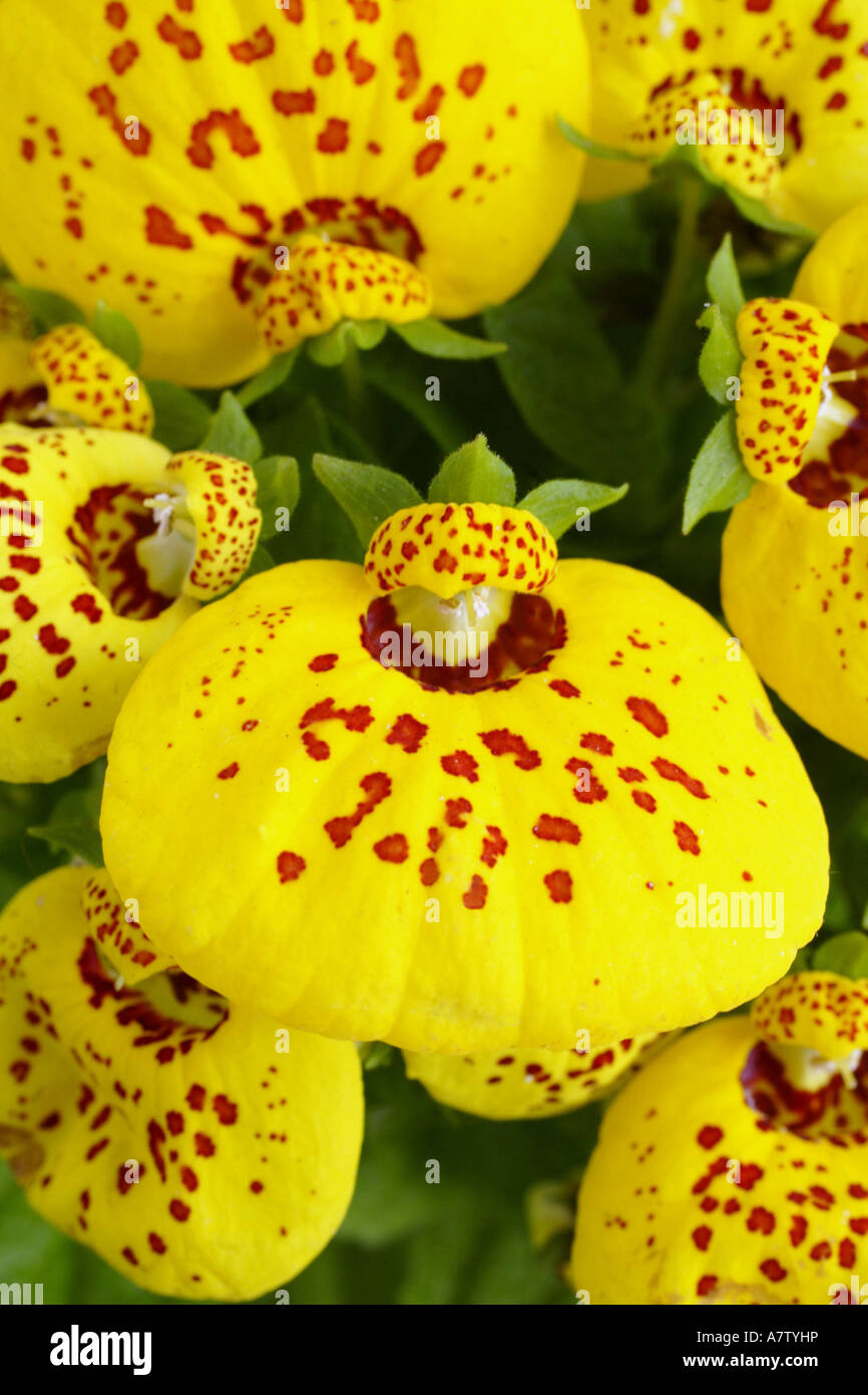 Close-up of Lady's Slipper (Calceolaria multiflora) flowers Stock Photo