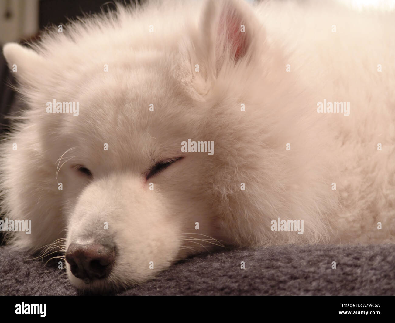Samoyed Dog Sleeping Stock Photo