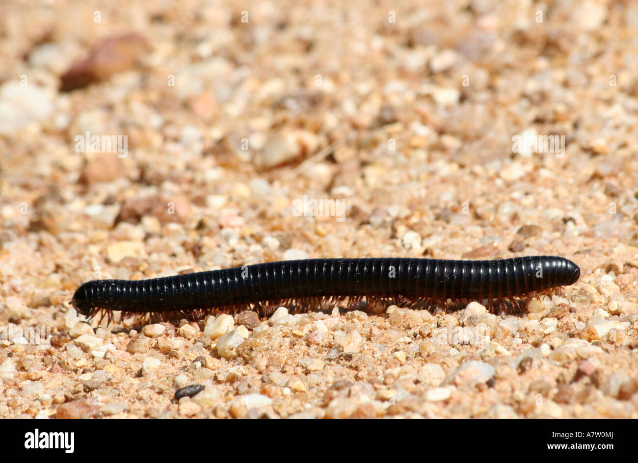 Soil centipede hi-res stock photography and images - Alamy