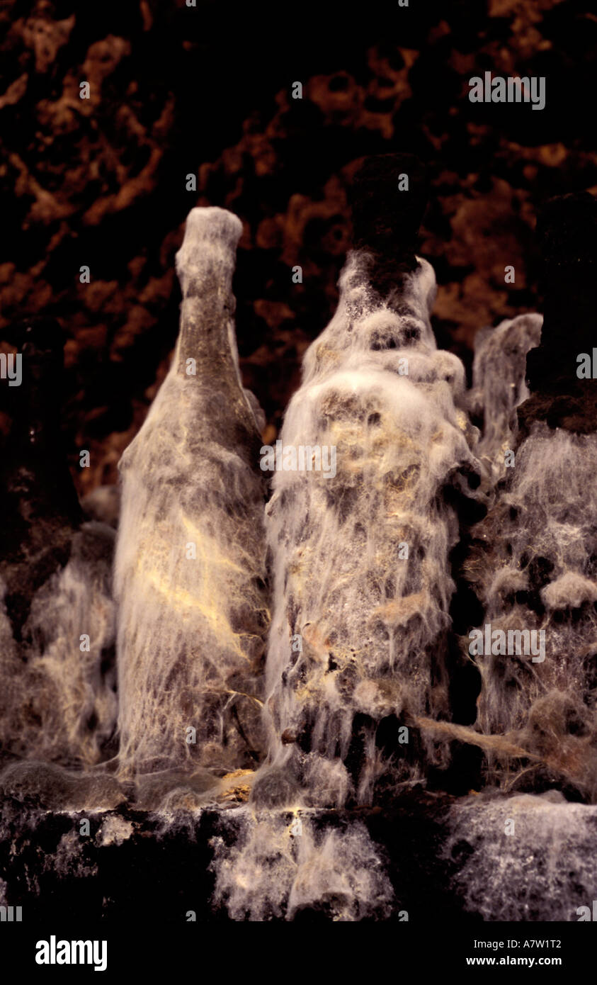 France, Sarthe, Marcon, forgotten bottles covered with mould, jasniere vine, Aubert la Chapelle Stock Photo
