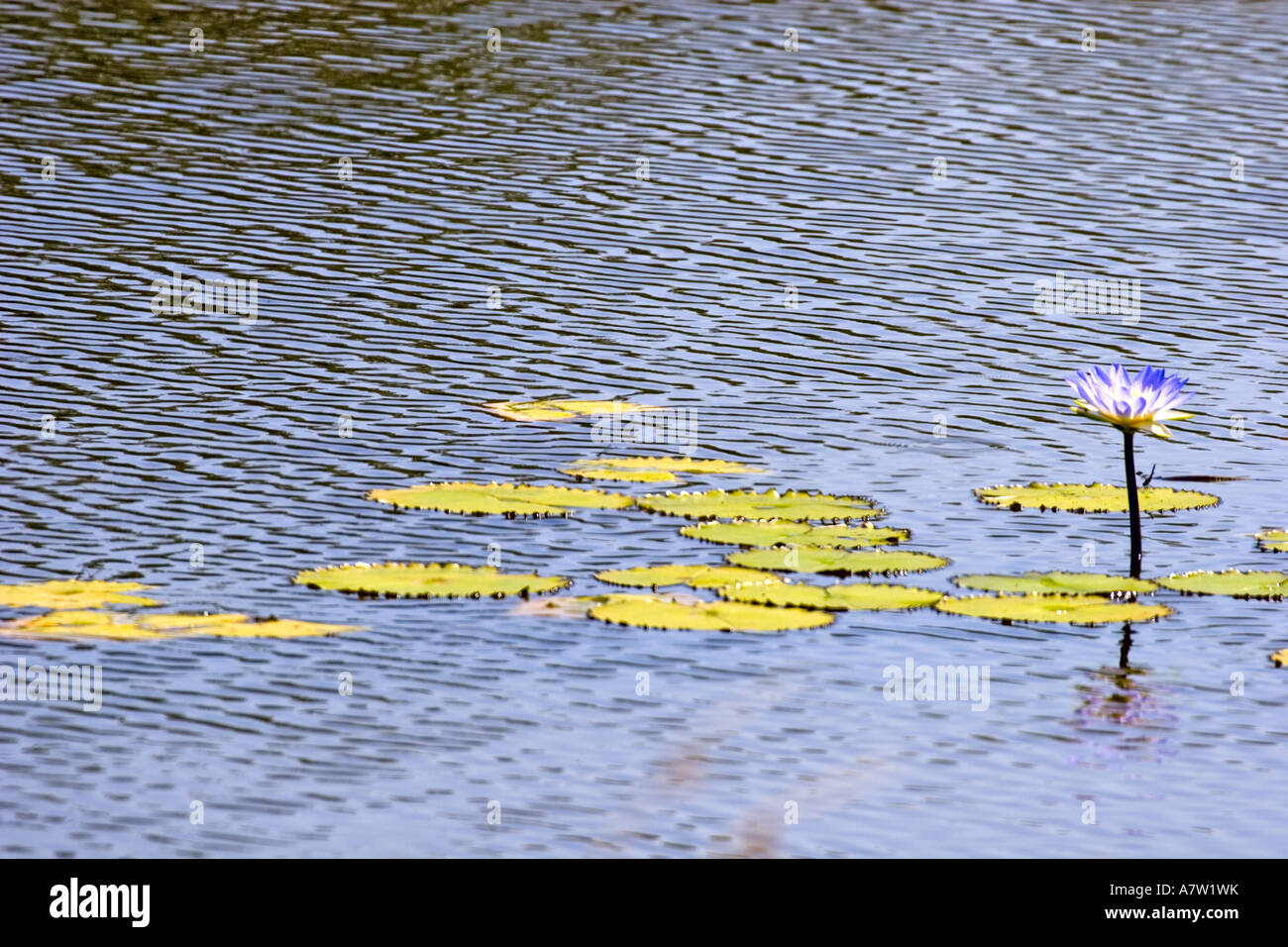 Water Lily Nymphaea Caerulea High Resolution Stock Photography and ...
