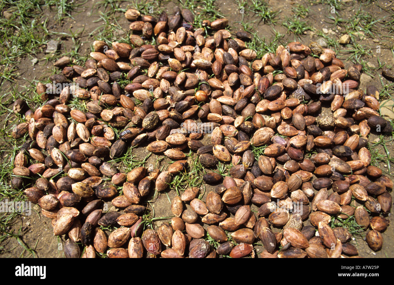 Nutmeg Seed Myristica Fragrans Lontar Island Moluccas Islands Indonesia ...