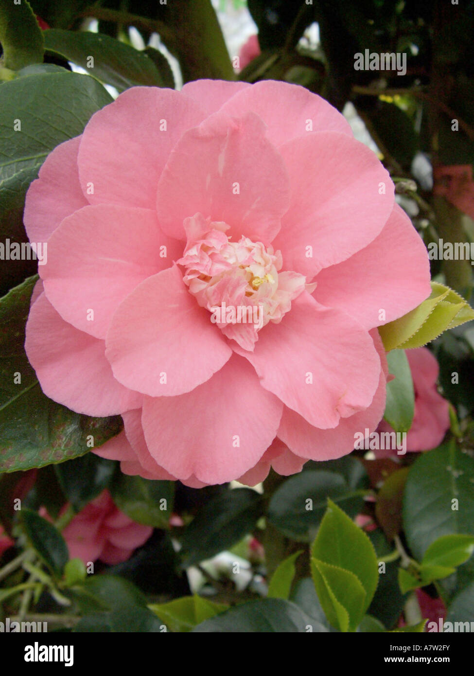 Japanese camellia, cultivar (Camellia 'Elegans', Camellia Elegans, Camellia japonica Elegans, Camellia x williamsii Elegans, Ca Stock Photo