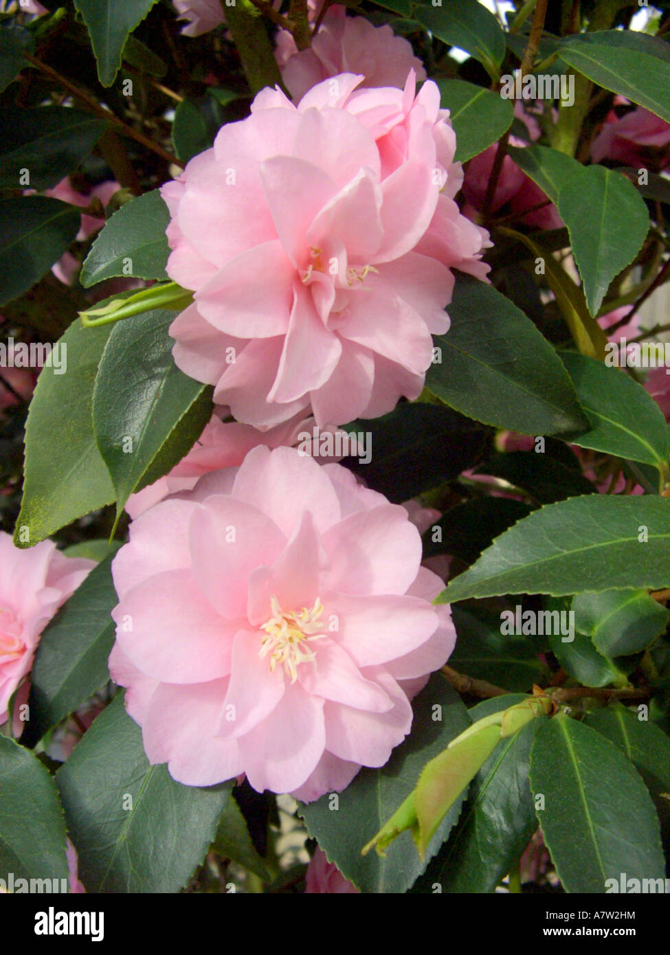 Camellia japonica spring festival hi-res stock photography and images -  Alamy