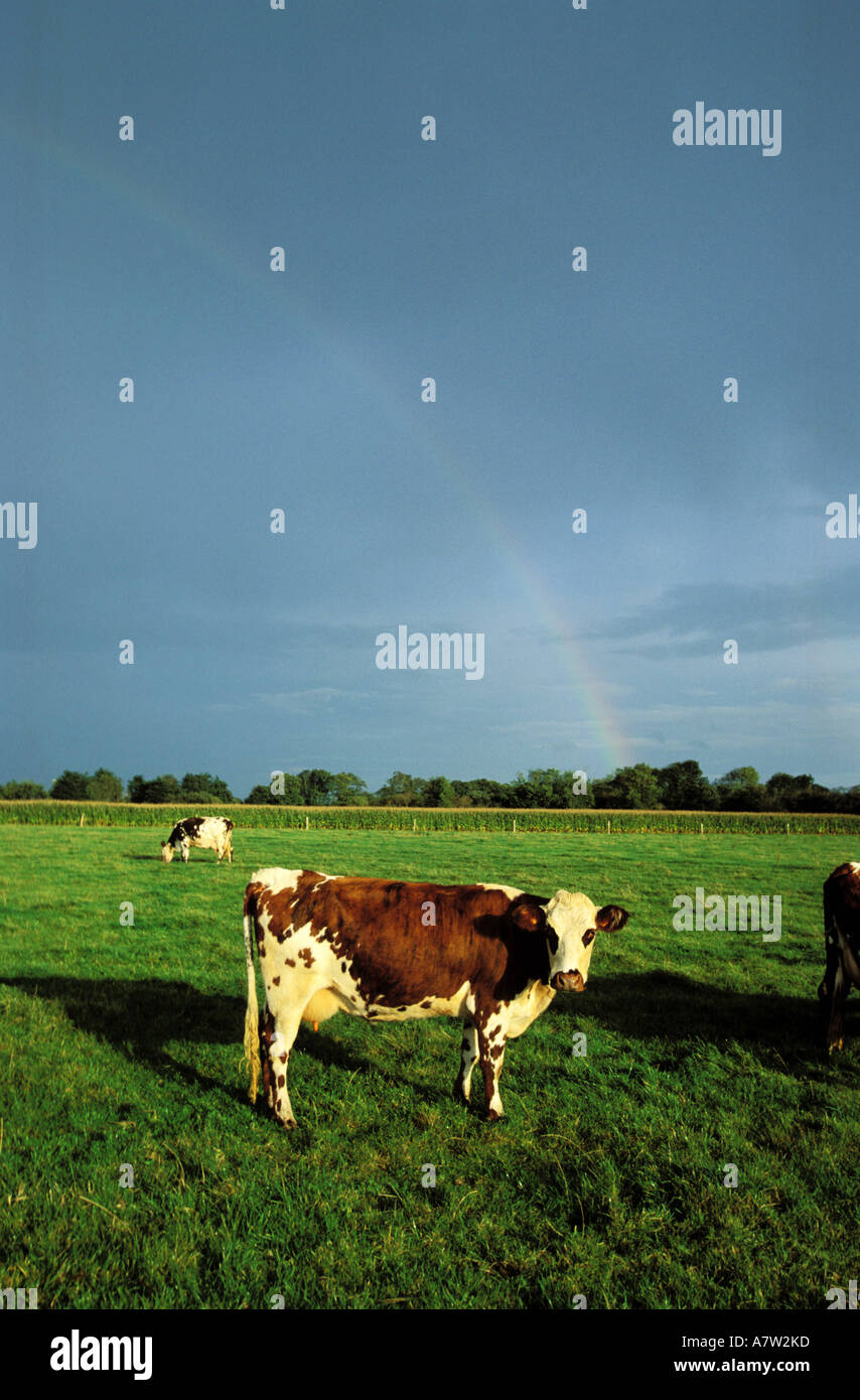 Norman cow hi res stock photography and images Alamy Norman cow hi res stock photography and images Alamy