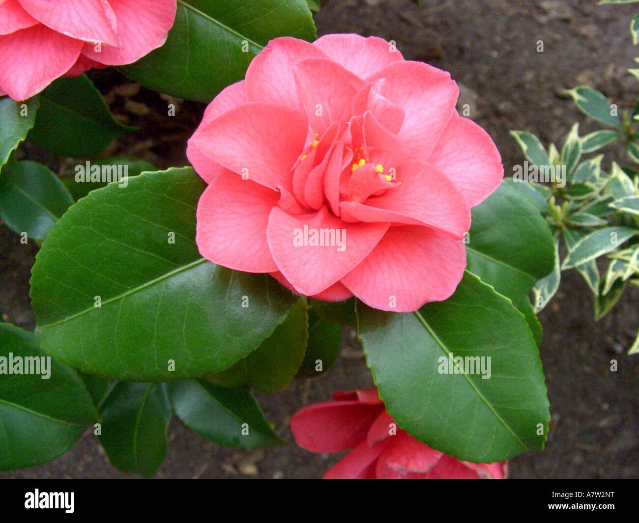 Camellia japanese hi-res stock photography and images - Alamy