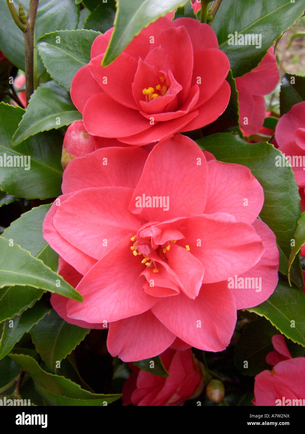 Camellia japanese hi-res stock photography and images - Page 2 - Alamy