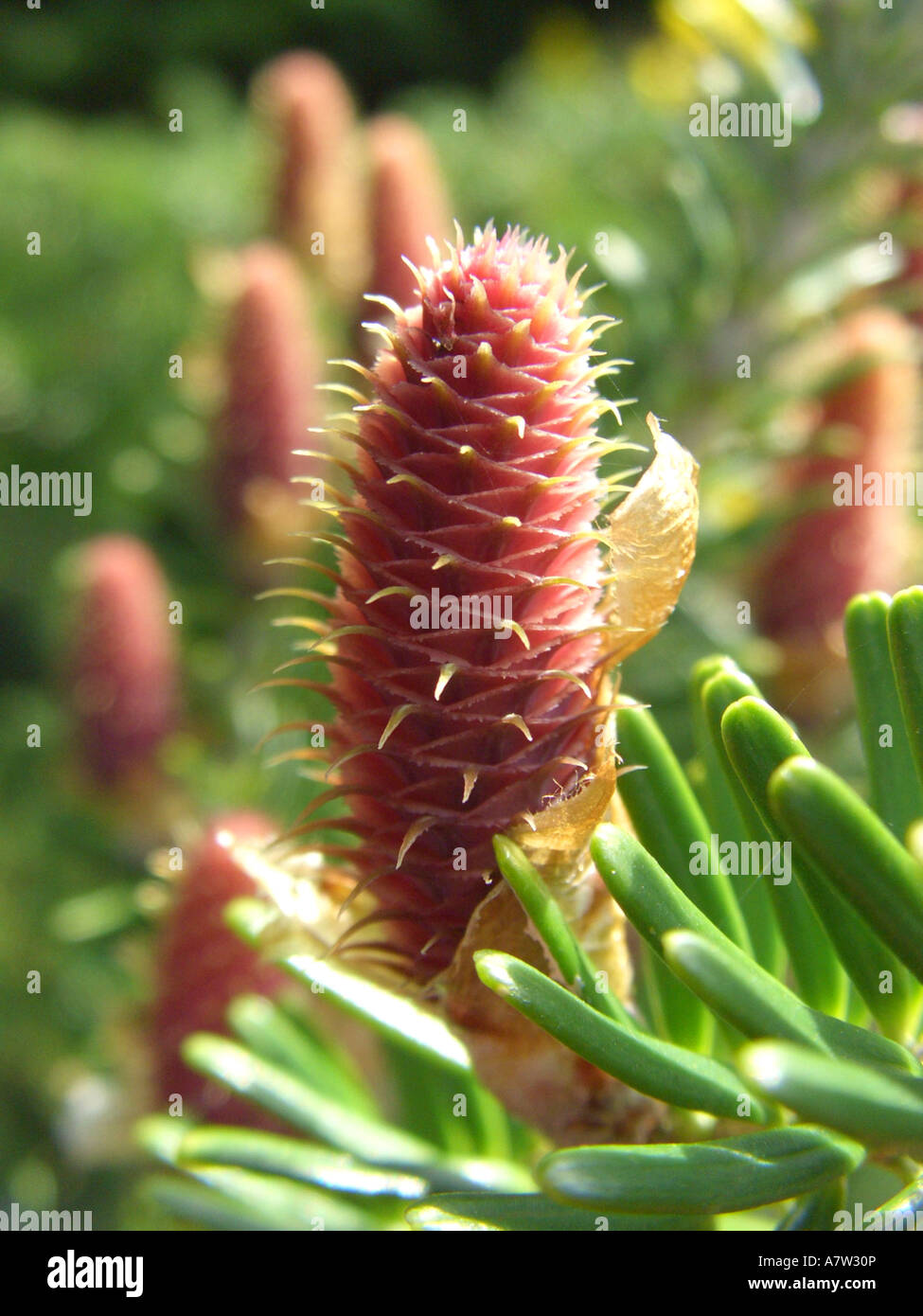 Korean fir (Abies koreana), cone at pollination time Stock Photo