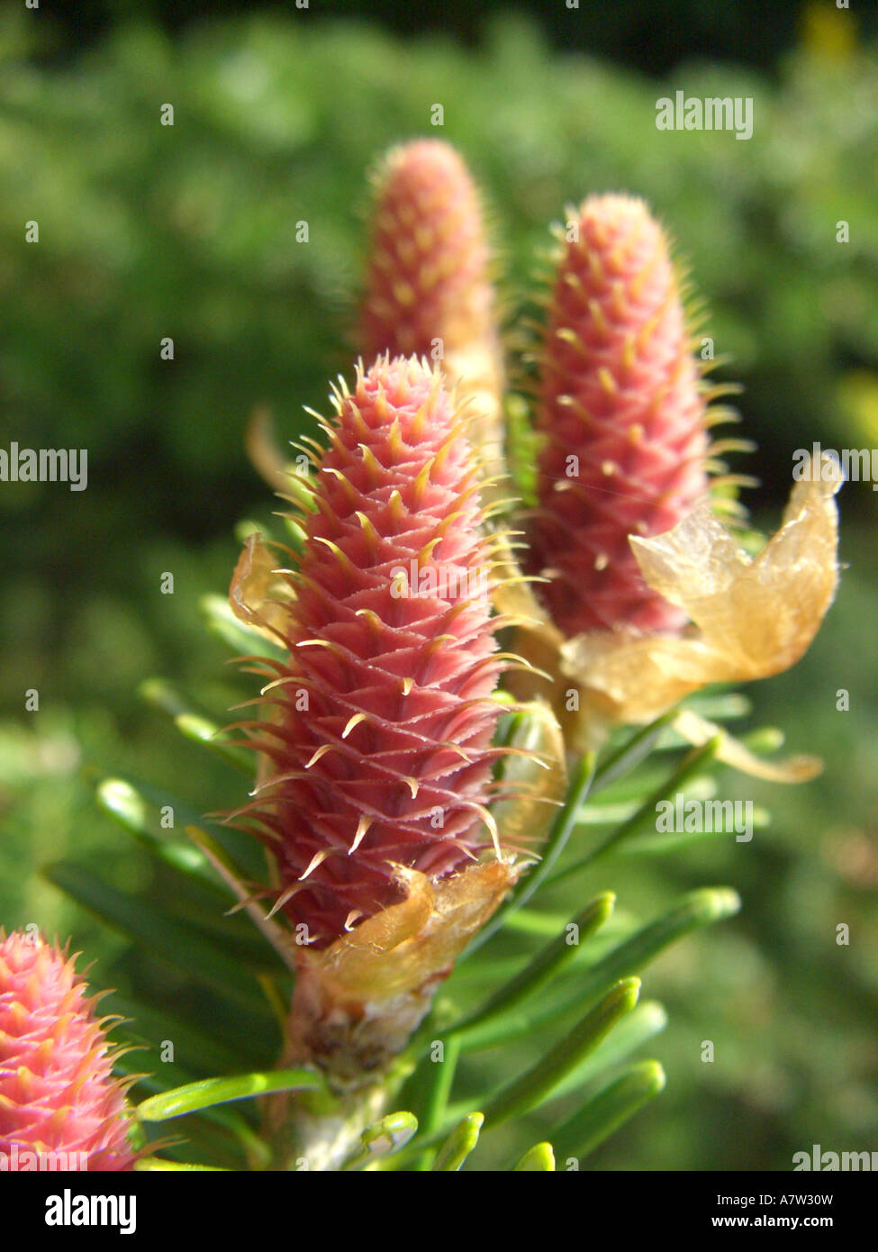 Korean fir (Abies koreana), cones at pollination time Stock Photo