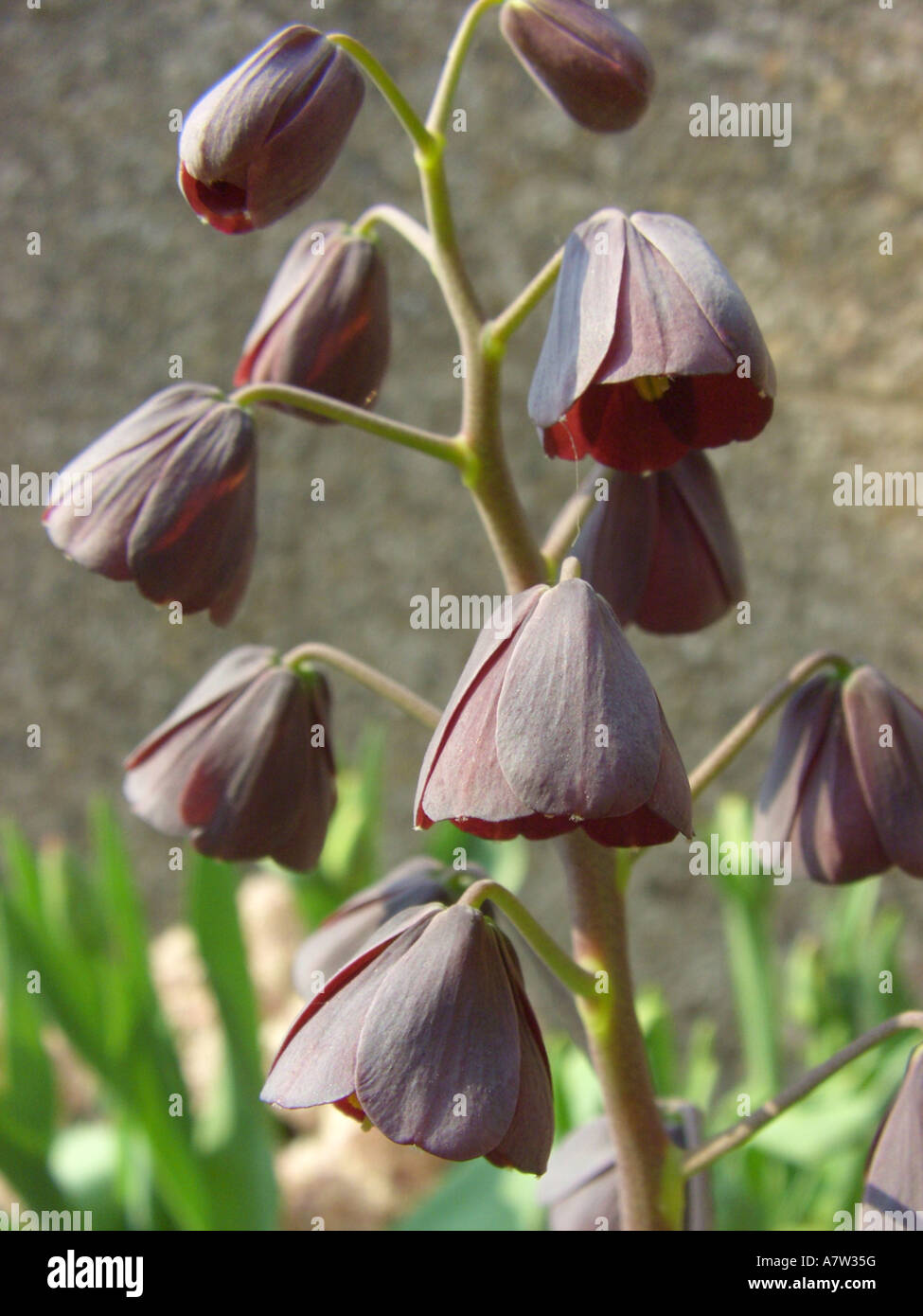 Persian fritillary (Fritillaria persica), inflorescence of a plant in front garten Stock Photo