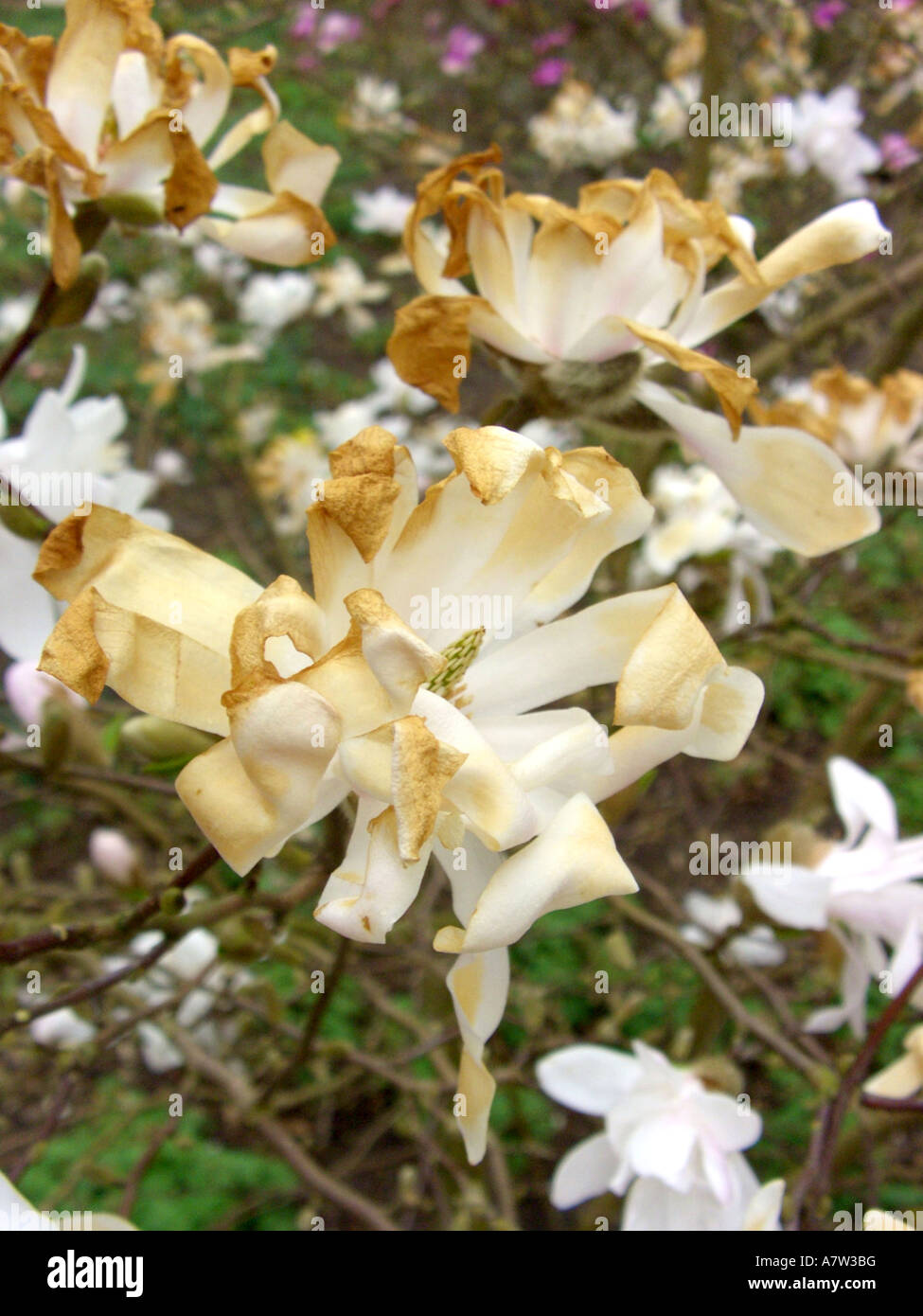 star magnolia (Magnolia stellata 'Pink Perfection'), flowers with frost