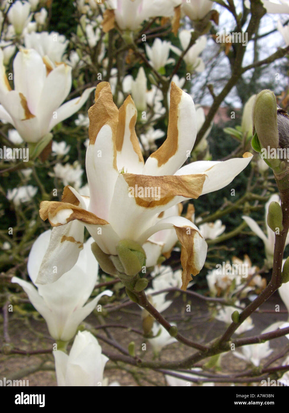 saucer magnolia (Magnolia x soulangiana, Magnolia soulangiana, Magnolia