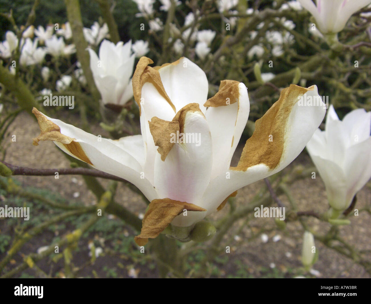 saucer magnolia (Magnolia x soulangiana, Magnolia soulangiana, Magnolia