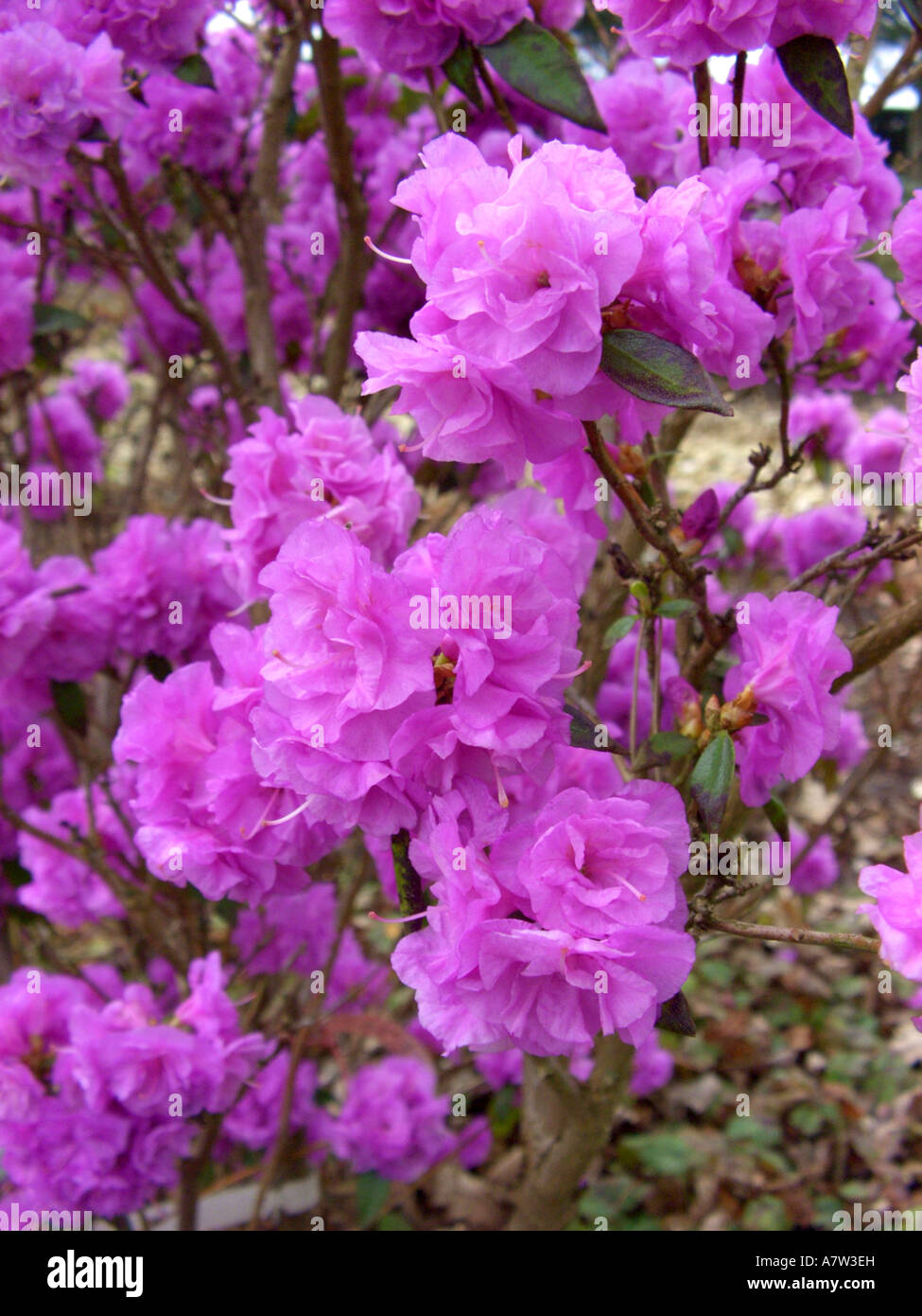 Chinese Alprose, Dahurian azalea (Rhododendron 'April Rose', Rhododendron April Rose, Rhododendron dauricum April Rose, Rhodode Stock Photo