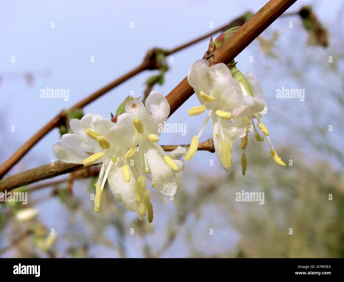 Fragrant honeysuckle (Lonicera fragrantissima), flowers Stock Photo