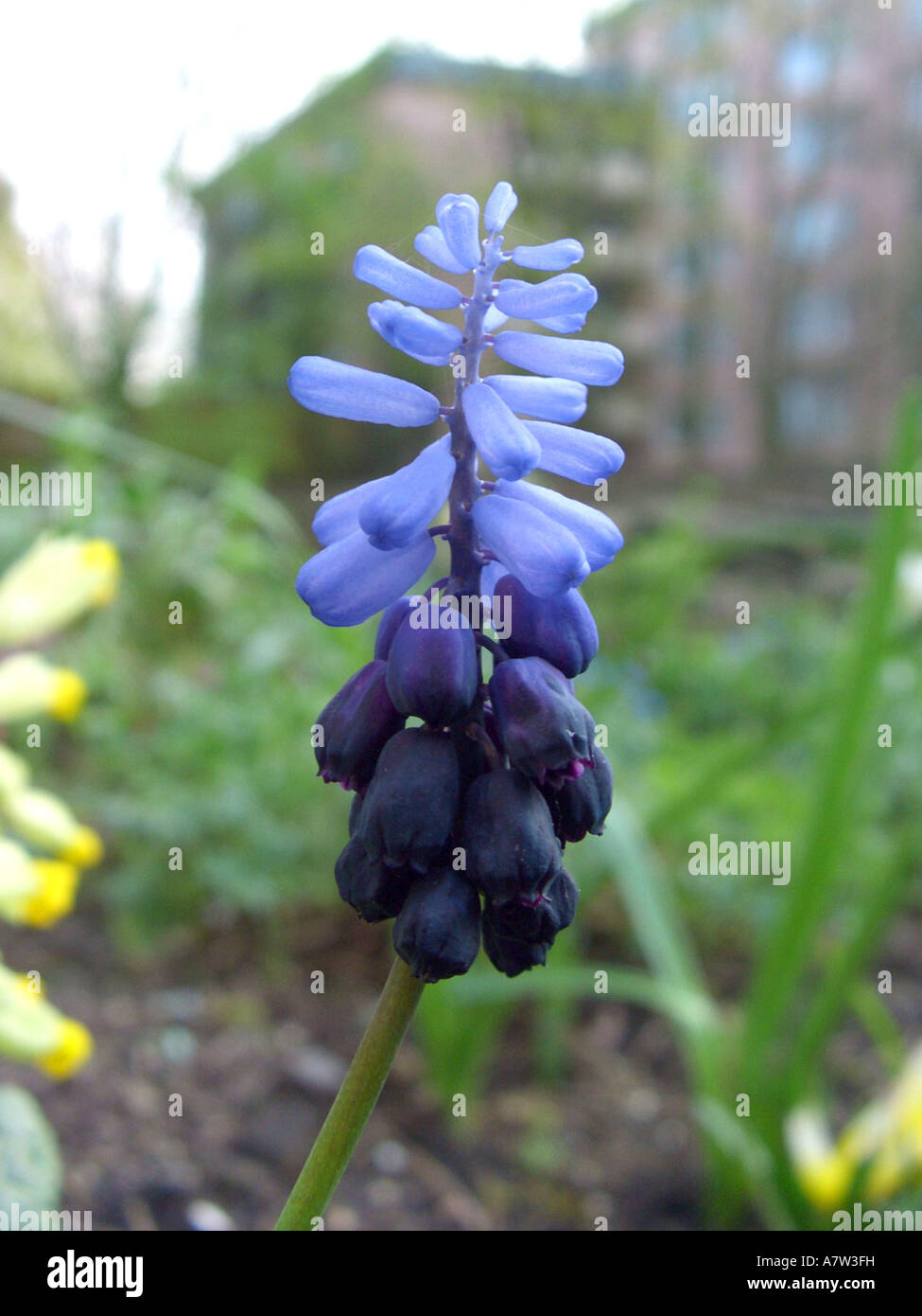 grape hyacinth (Muscari latifolium), blooming in garden, the light blue flowers are sterile serving exclusively insect attracti Stock Photo