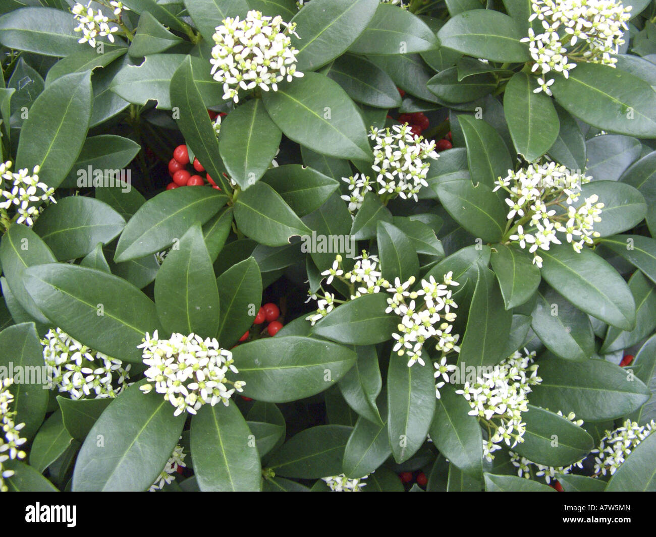 Japanese Skimmia (Skimmia japonica), with flowers and fruits Stock Photo