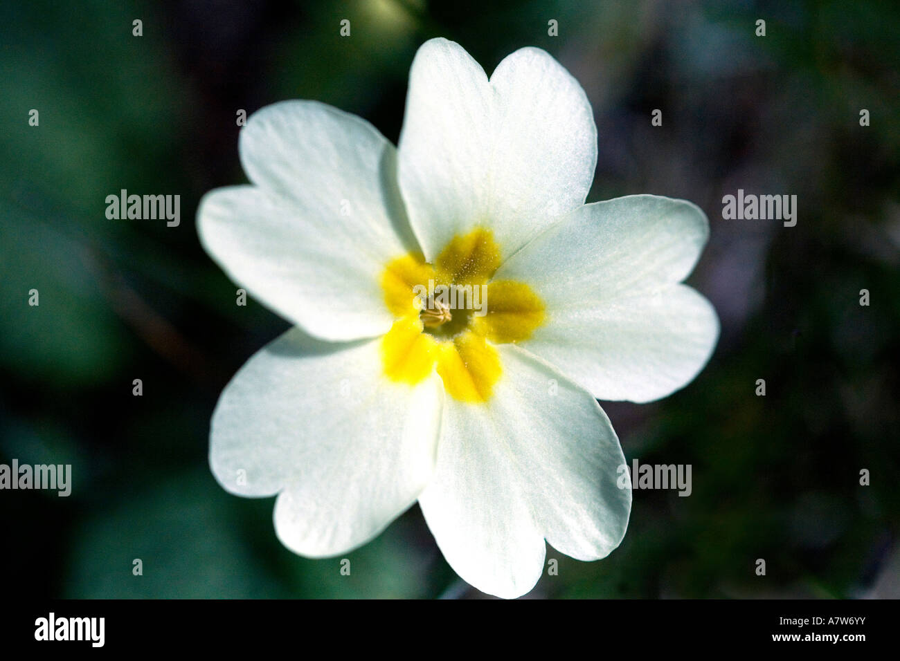 Clear, bright Primrose flower fully opened in the spring sunshine. A native flowering plant to Britain and Europe. Stock Photo