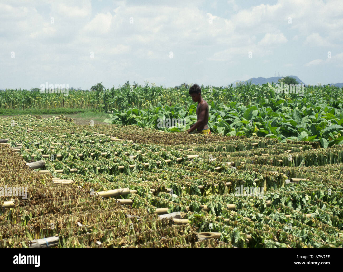 tobacco farm philippines Farming Tobacco enriches, corrupts northern Philippines