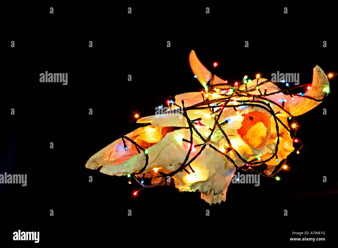 Cow skull covered in lights Stock Photo Alamy