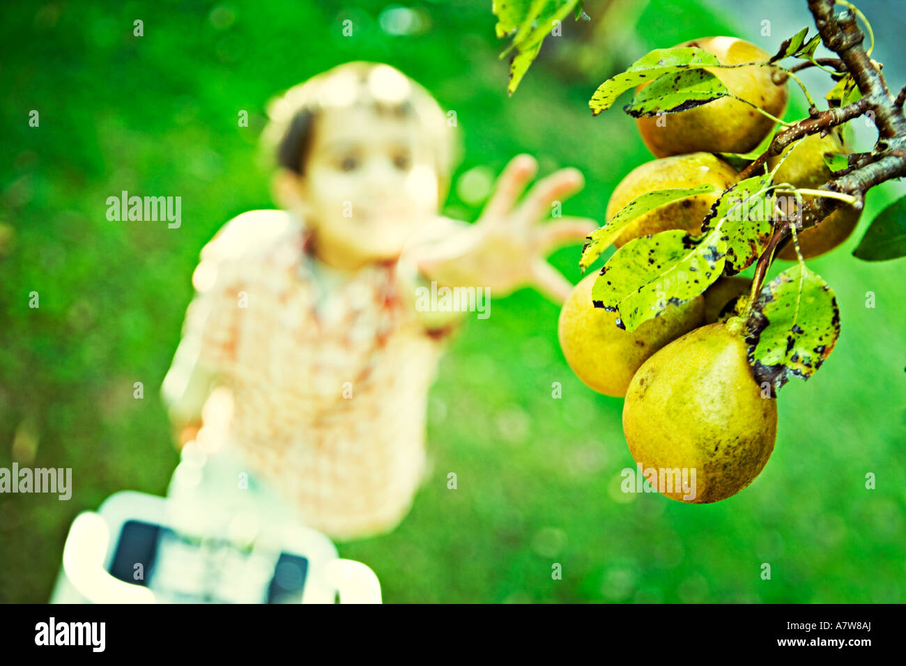 Child reaches up for pears on tree Stock Photo