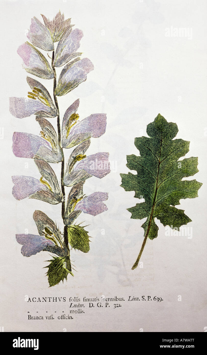 botany, Acanthus, plant, leaf and blossoms, selfprint by nature, , Stock Photo