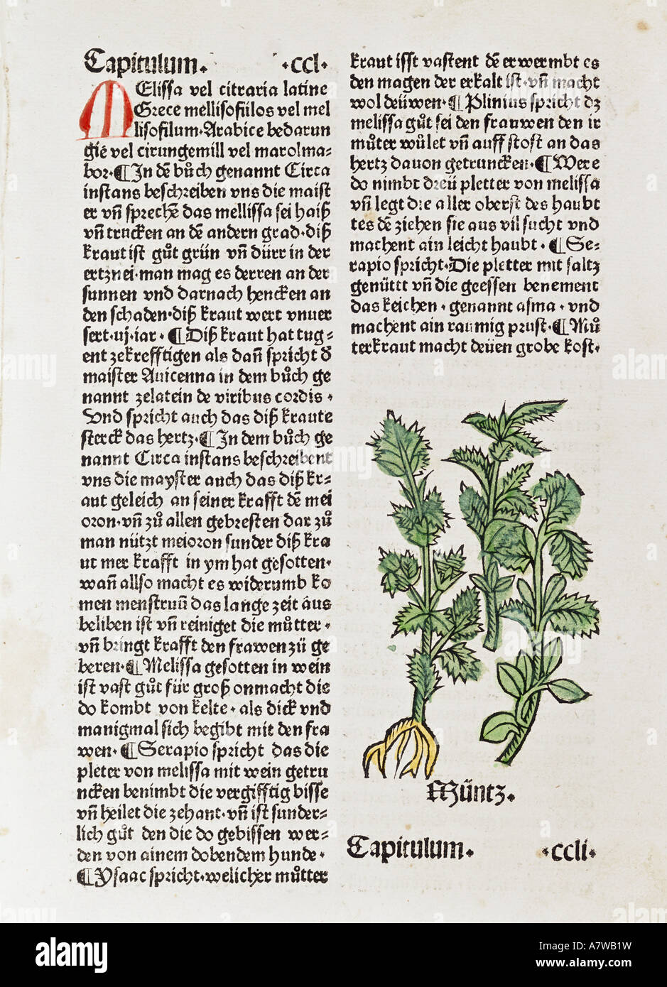 botany, mint (Mentha), woodcut, "Gart der Gesuntheit" by Johann