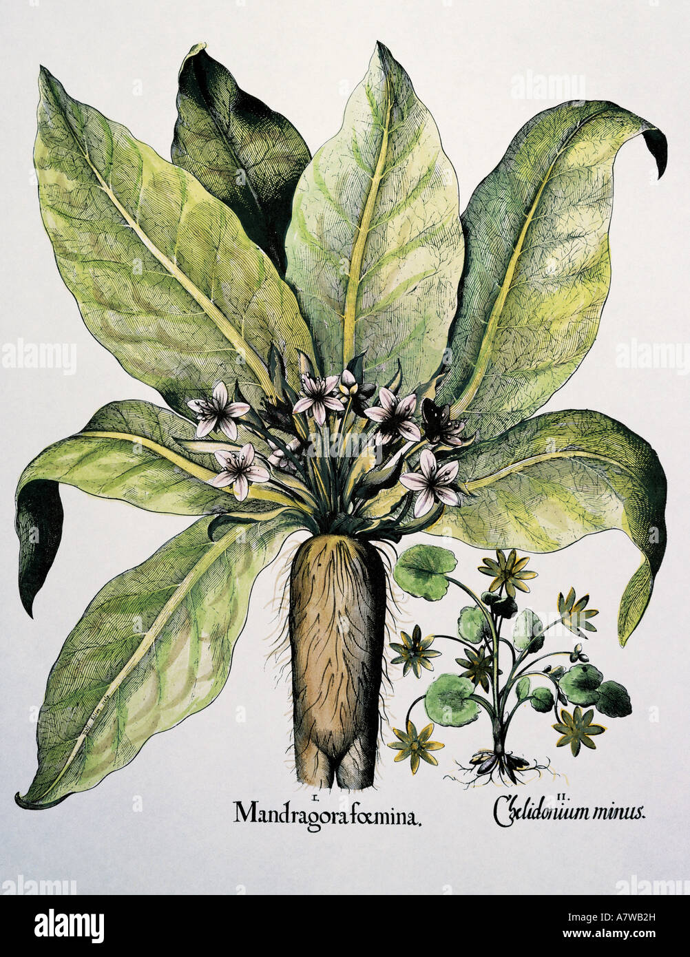 botany, Autumn Mandrake (Mandragora autumnalis), plant, leafs and blossoms, besides celandine (Chelidonium), engraving to 'Hortus Eystettensis' by Basilius Besler, Nuremberg, 1613, private collection, , Artist's Copyright has not to be cleared Stock Photo