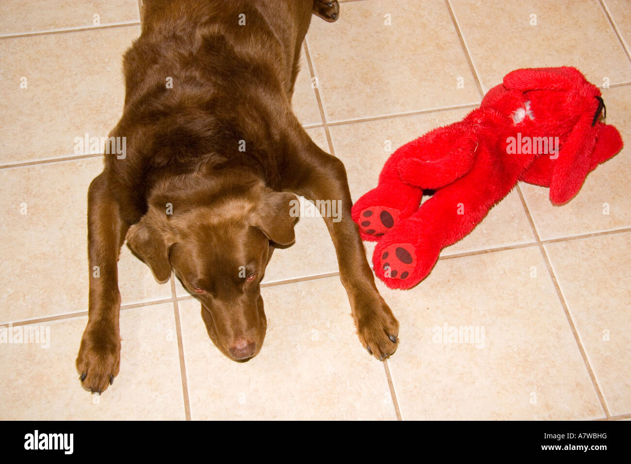 Is Your Dog Leaking Urine While Lying Down? Bashs