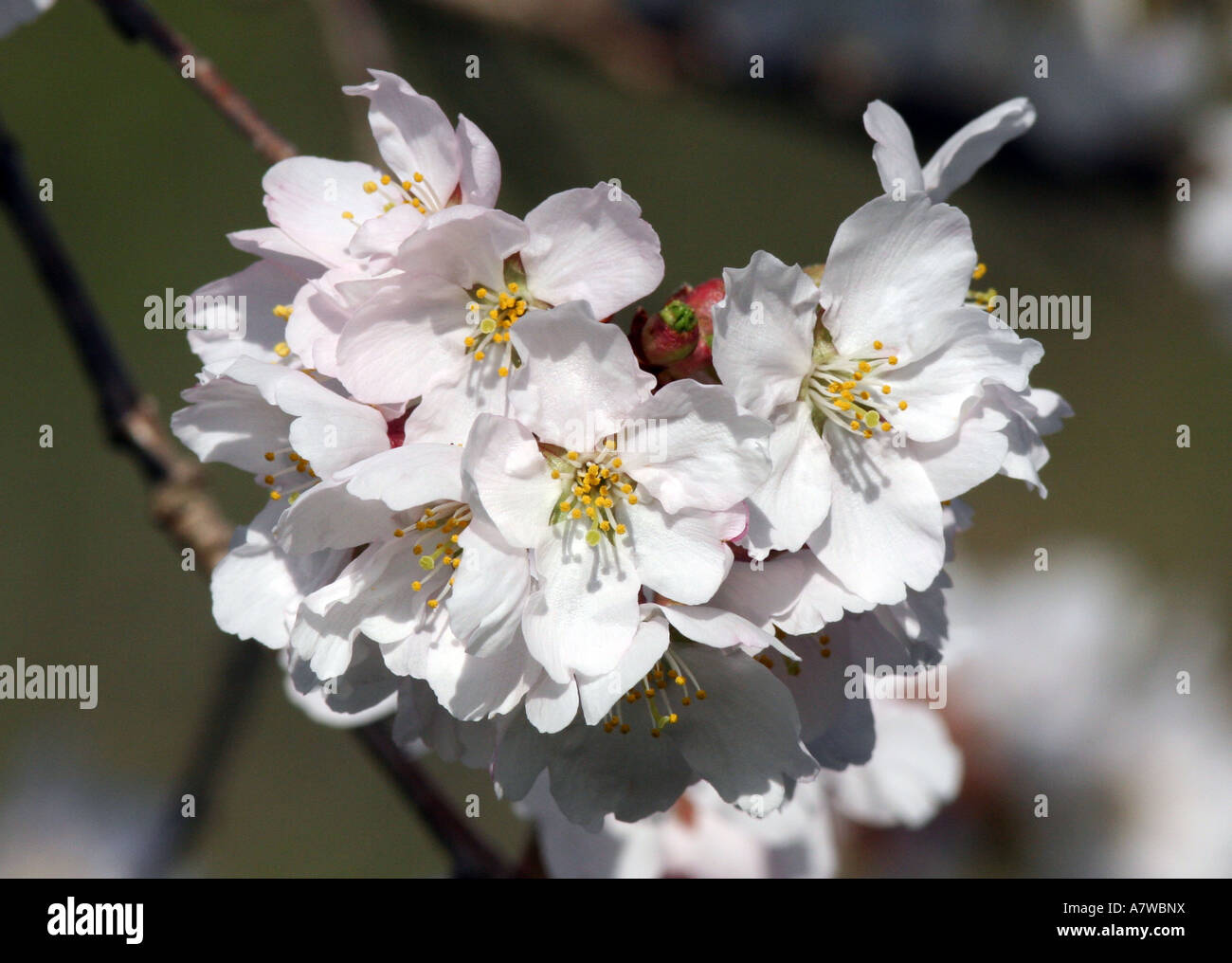 Crab apple blossoms Stock Photo Alamy