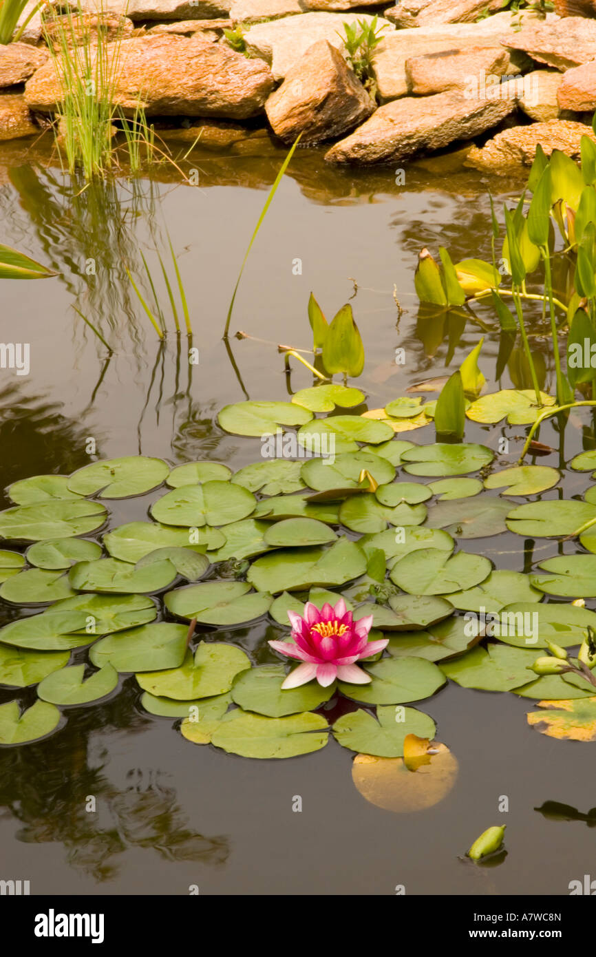 Lily pads in pond Stock Photo Alamy