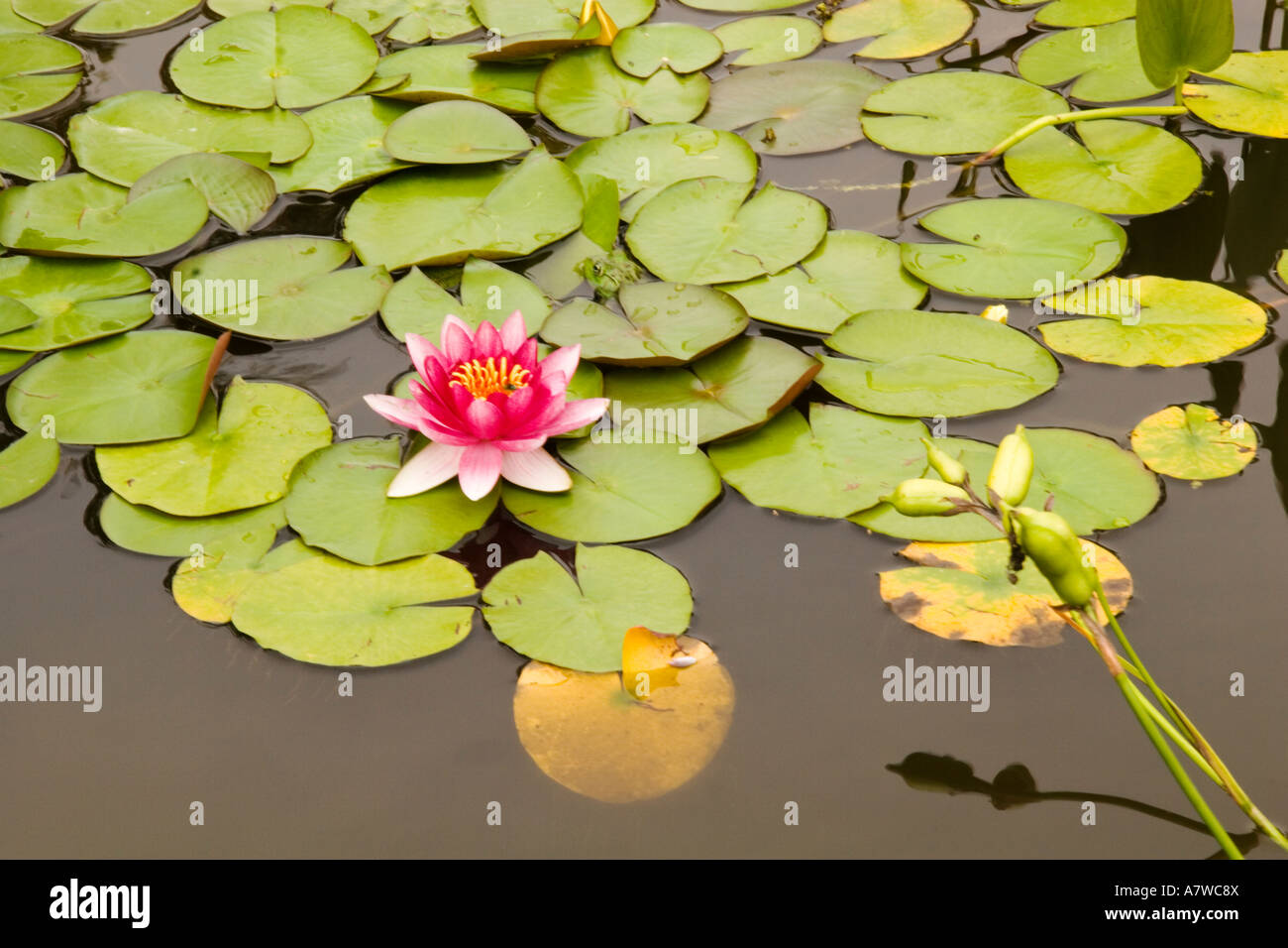 Lily pads in pond Stock Photo Alamy