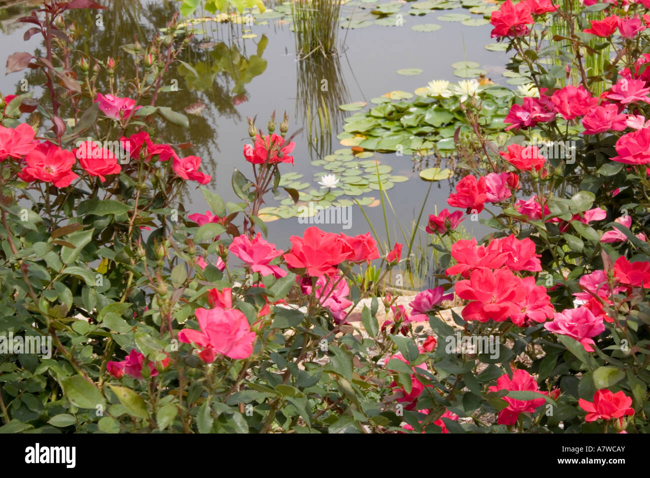 Red Roses Gearden And Water Rivers Red roses and pond Stock Photo - Alamy