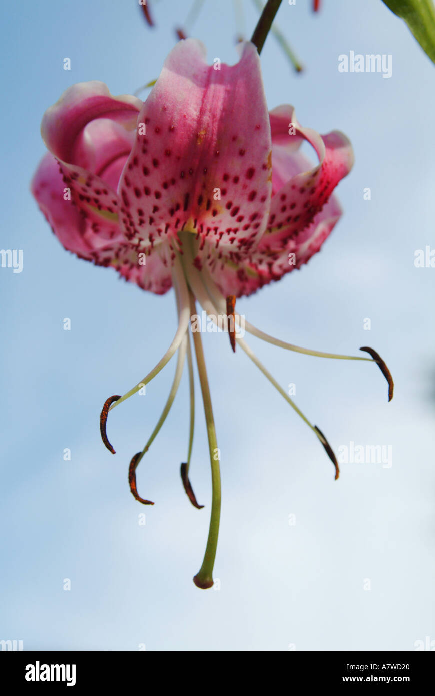 Tiger Lily Lilium Empress of India Stock Photo