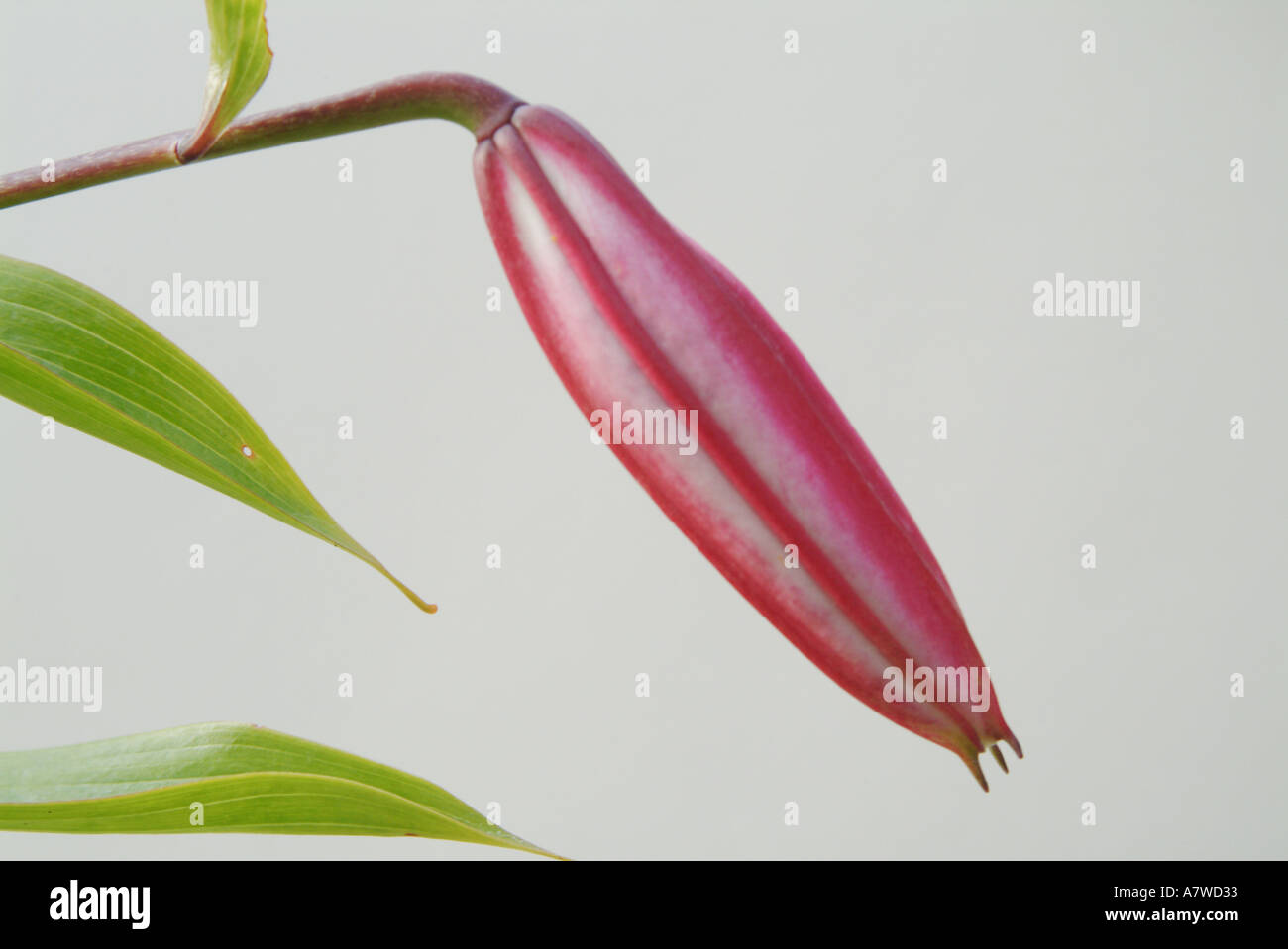 Tiger Lily Lilium Empress of India Stock Photo Alamy