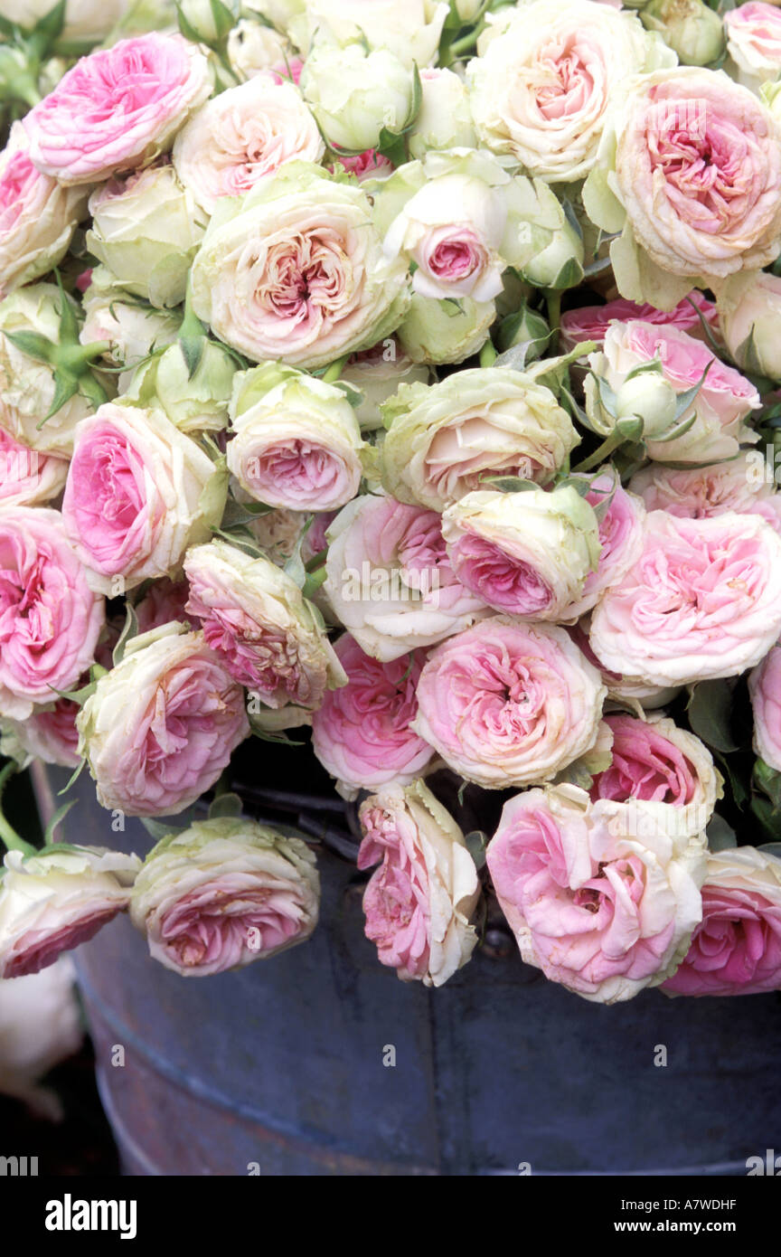 Bunch of ronsard roses hi-res stock photography and images - Alamy
