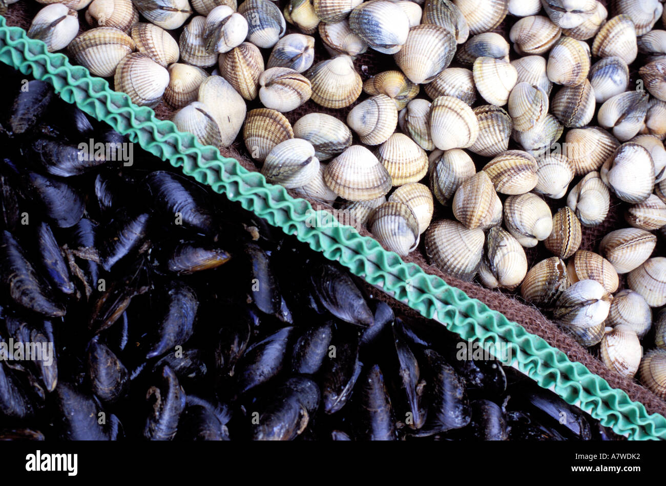 Cockles And Mussels High Resolution Stock Photography and Images Alamy