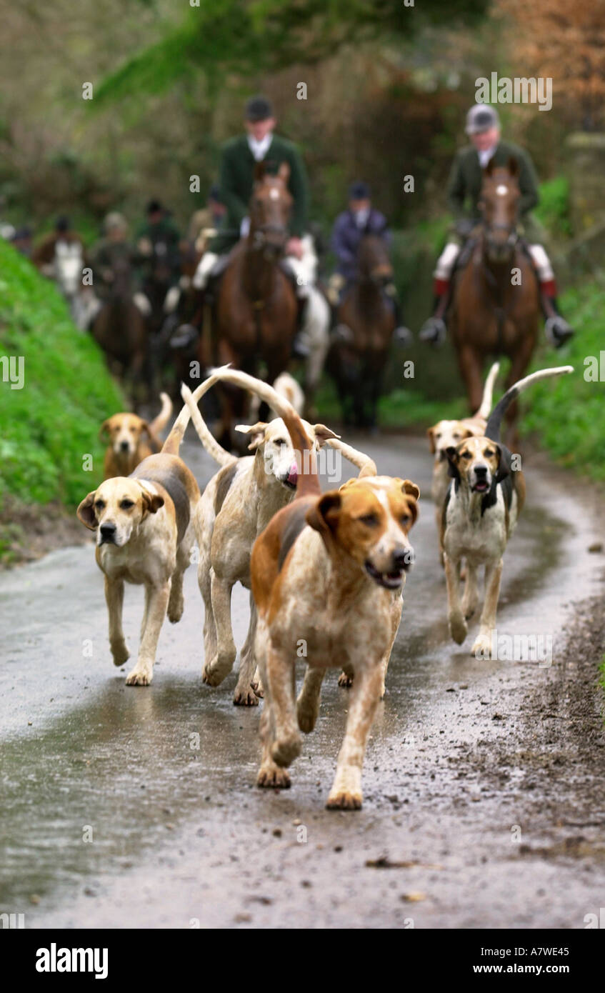 THE BEAUFORT FOXHOUNDS Stock Photo