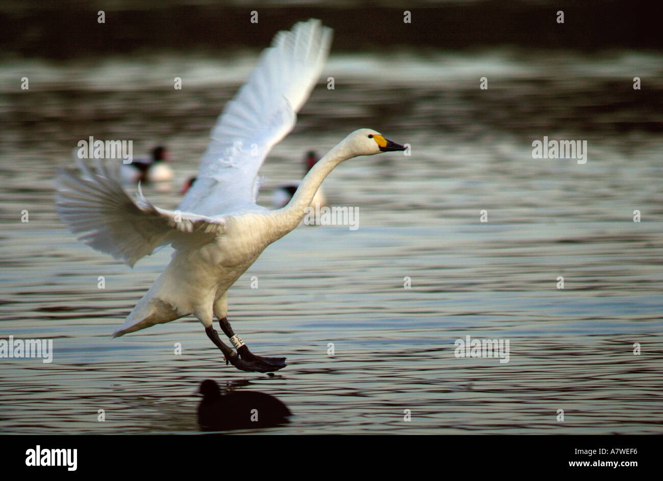 A BEWICK SWAN LANDING AT THE WILDFOWL AND WETLANDS TRUST SLIMBRIDGE UK DURING ITS WINTER MIGRATION FROM SIBERIA Stock Photo