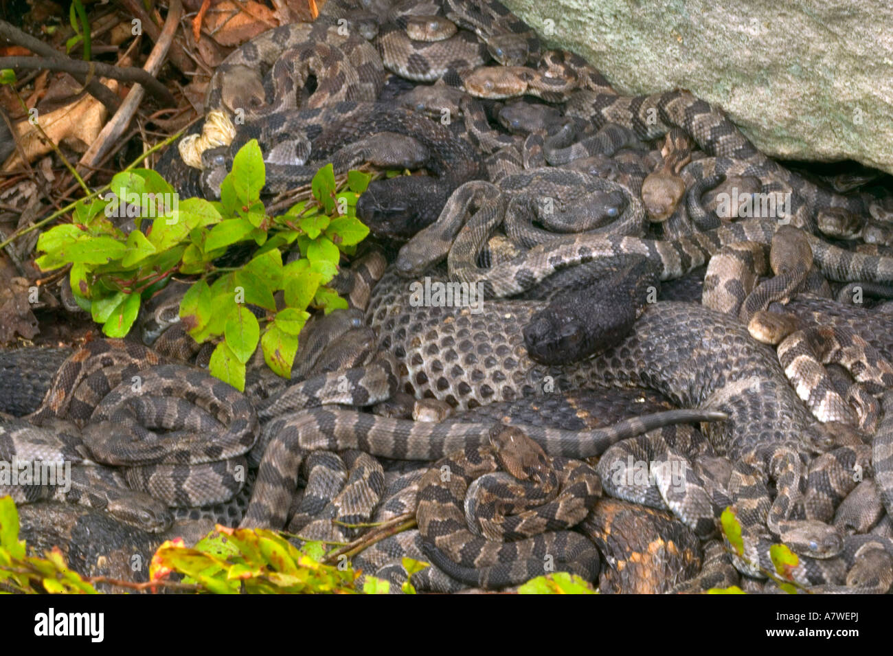 Timber Rattlesnakes, (Crotalus horridus), Pennsylvania, Adult female(s