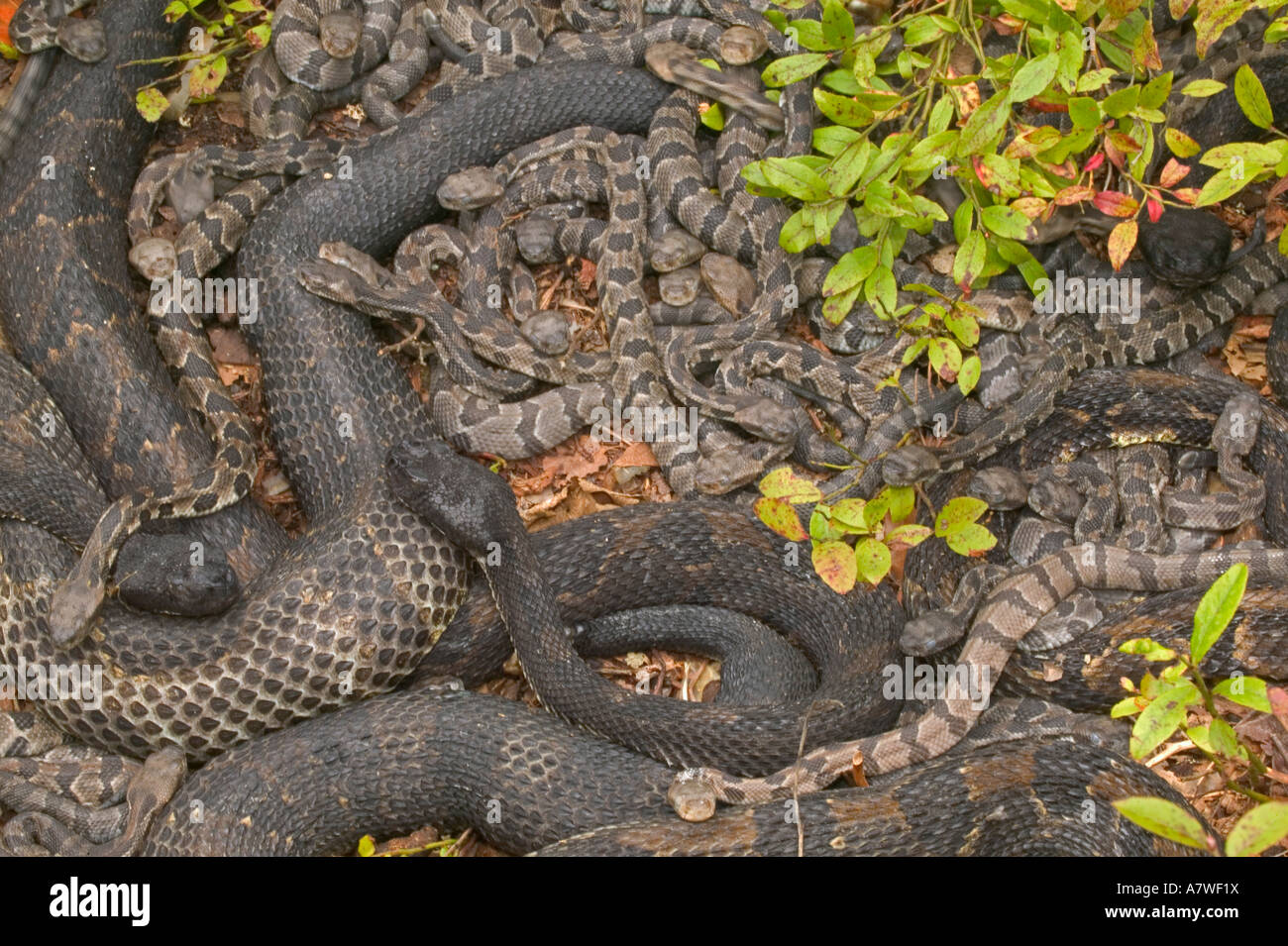 Timber Rattlesnakes, (Crotalus horridus), Pennsylvania, Adult female(s) and newborn young Stock Photo